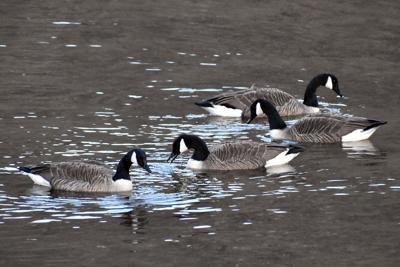 Native Birds Leave Make Room For Different Species In Search Of