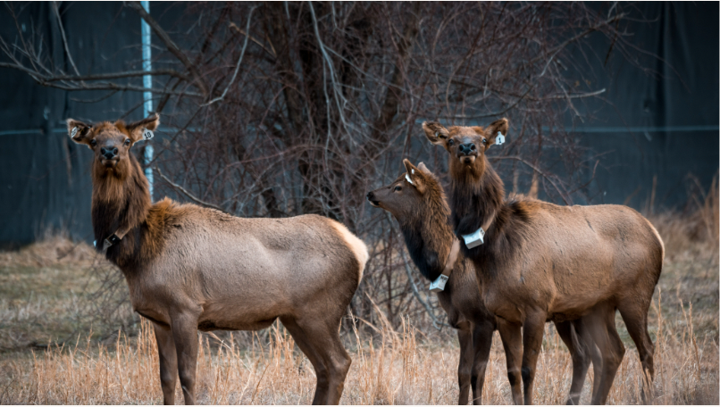 17 new elk brought to southern West Virginia to boost tourism West