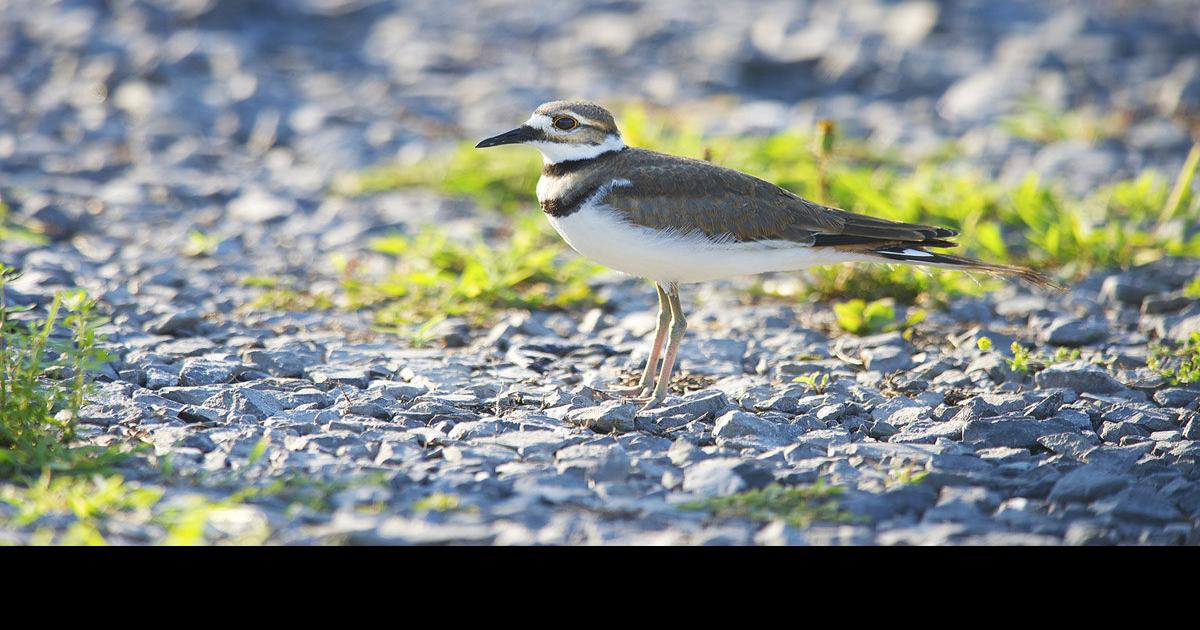 OUTDOORS COLUMN The killdeer is one of the oddest birds there is