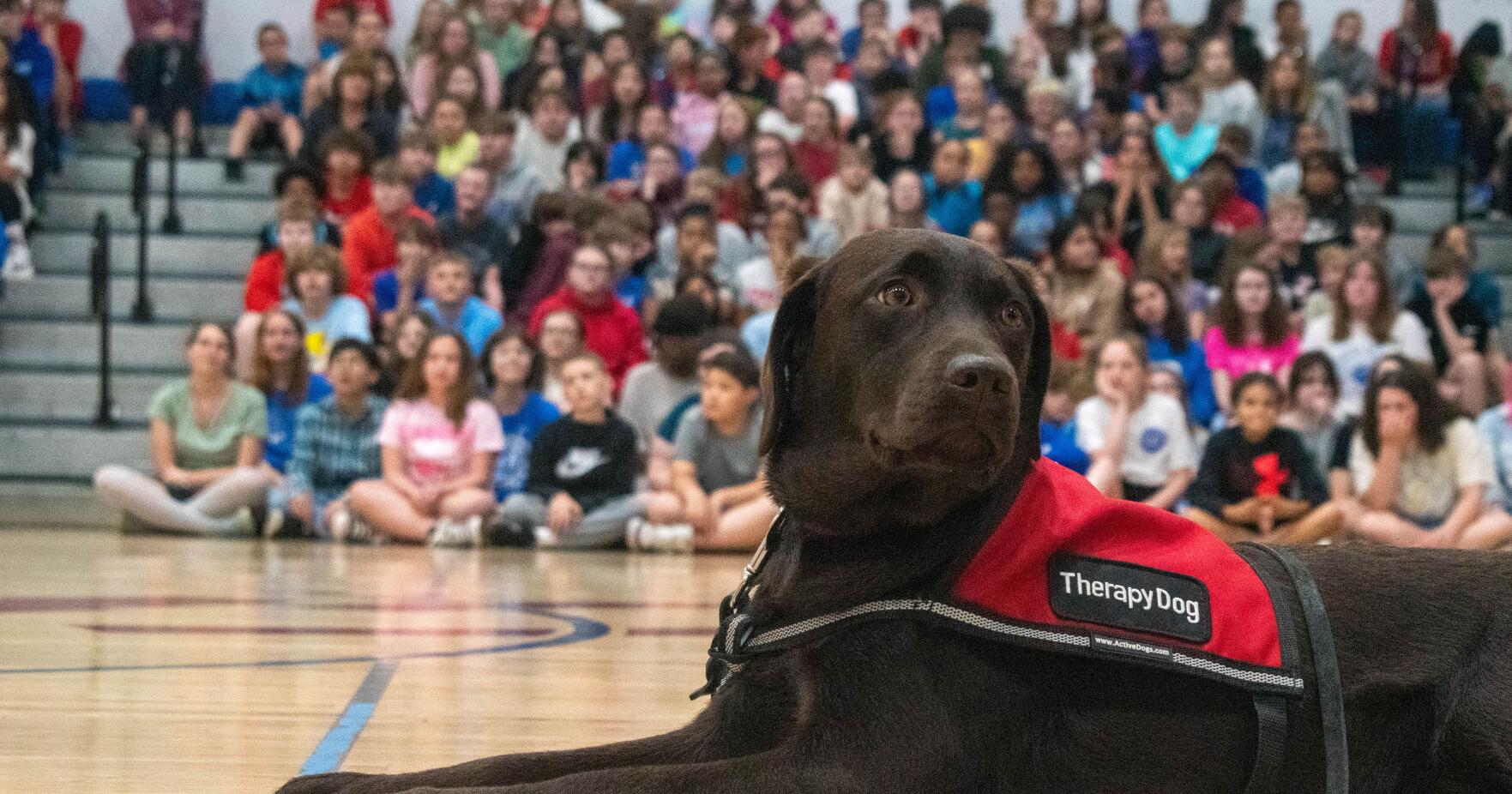 Therapy dog Opera joins students at West Fairmont Middle School with goal of boosting attendance - Vimarsana News