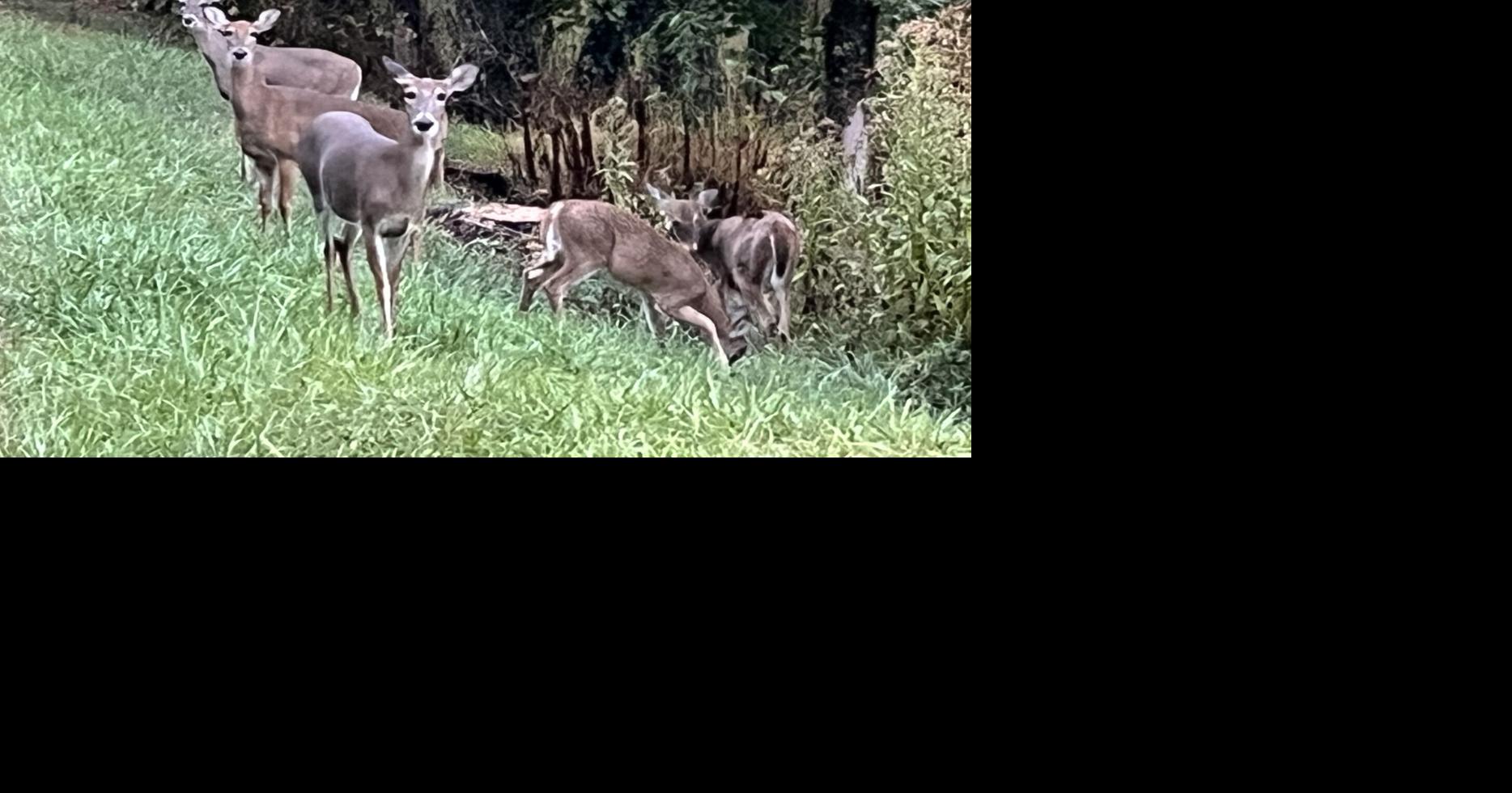 Marion County deer test positive for viral disease, but humans are safe ...