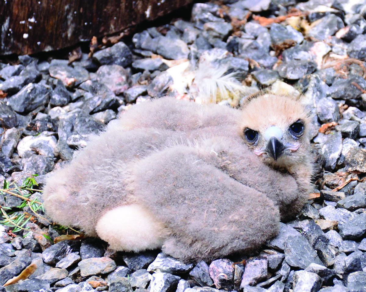 A Red Tailed Hawk Born In Captivity Shows Birds Are Comfortable News Timeswv Com