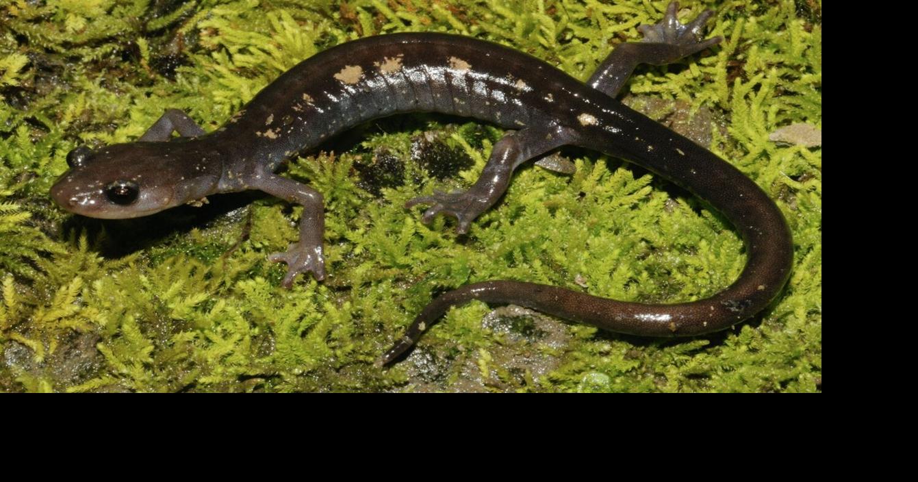 Environmental group sues federal wildlife agenc…