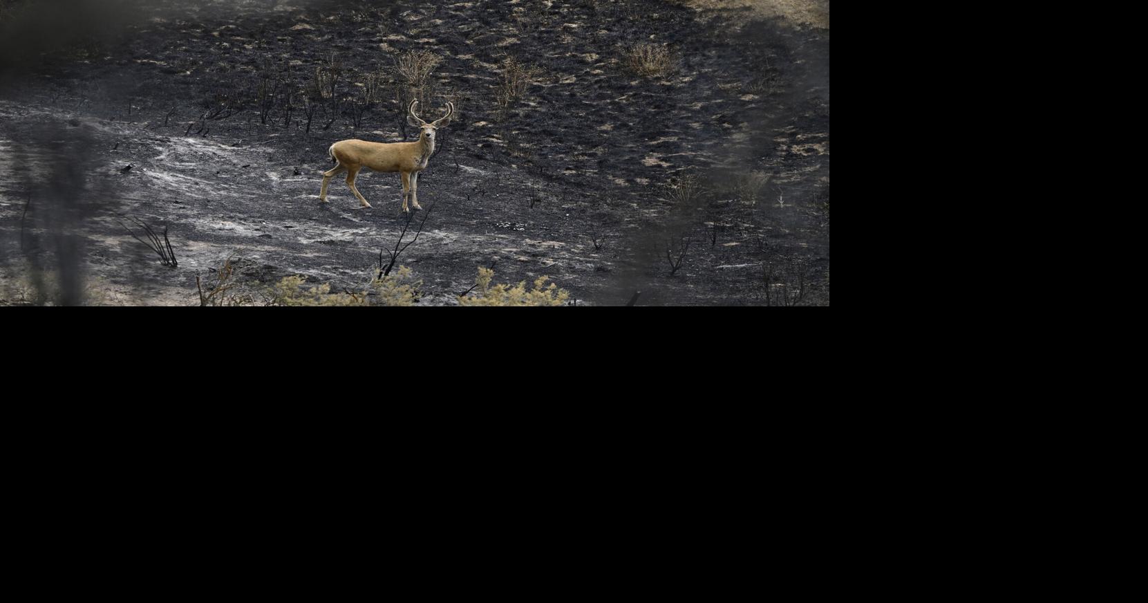 Trump denies disaster declarations for Colorado fires, flooding: ‘We ...
