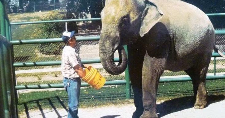 Farewell Sissy: Elephant who survived historic zoo flooding in 1981 passes at 58