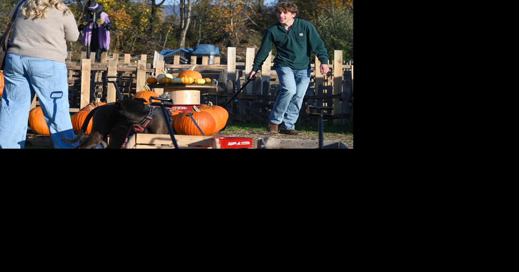 Halloween magic springs from Pumpkin Patch in Morgantown hills