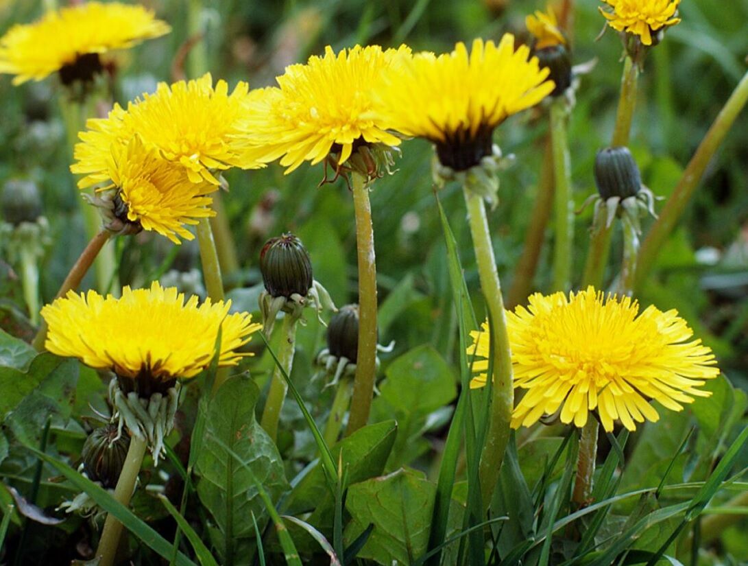 Dandelion Festival returns to White Sulphur Springs - Vimarsana News