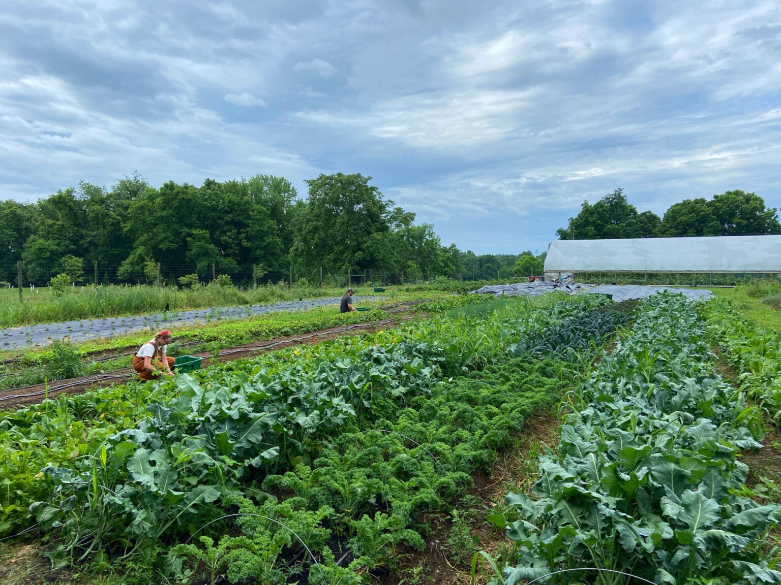 Shepherd University Launches Farming Incubator Program in Charles Town