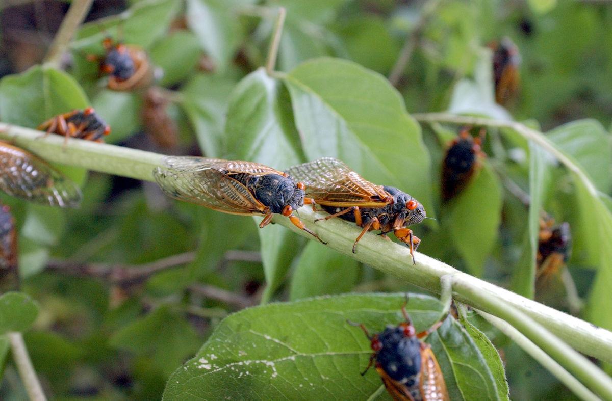 Marion County Likely To Miss 2019 Cicada Season News Timeswv Com