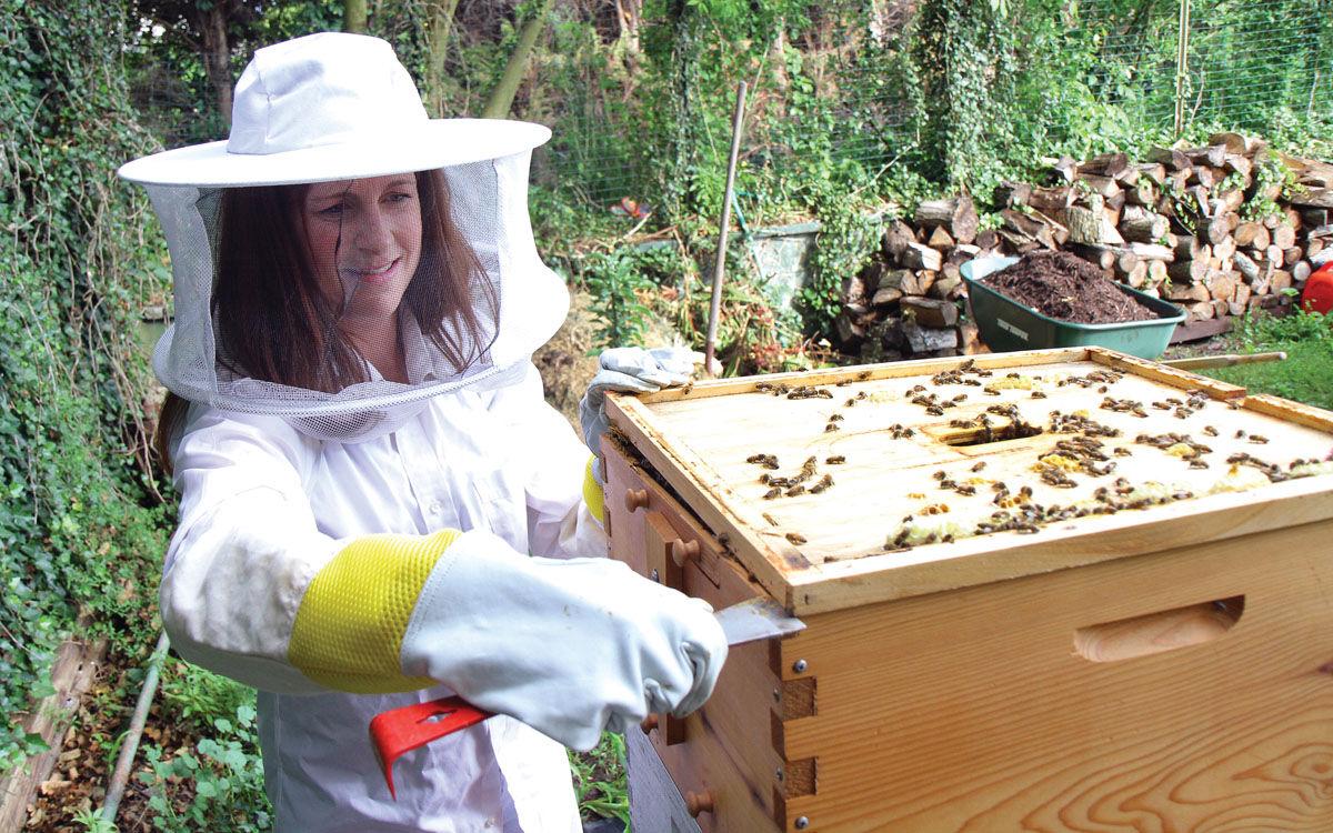 Honeybees play important role in West Virginia’s agriculture and