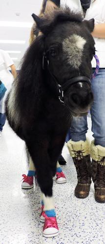 miniature horse boots sneakers