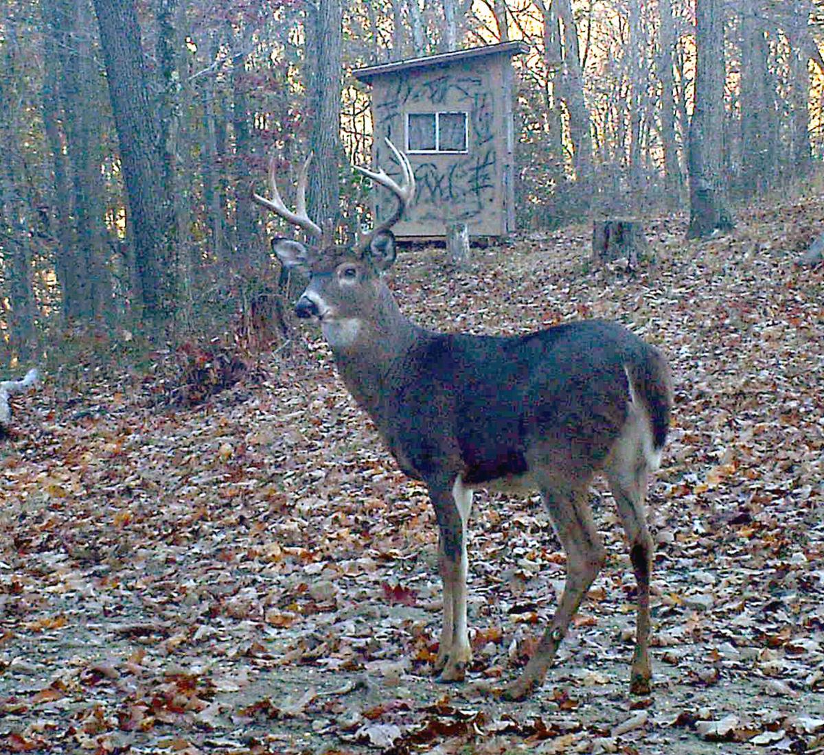 Buck Season Begins In W Va News Timeswv Com