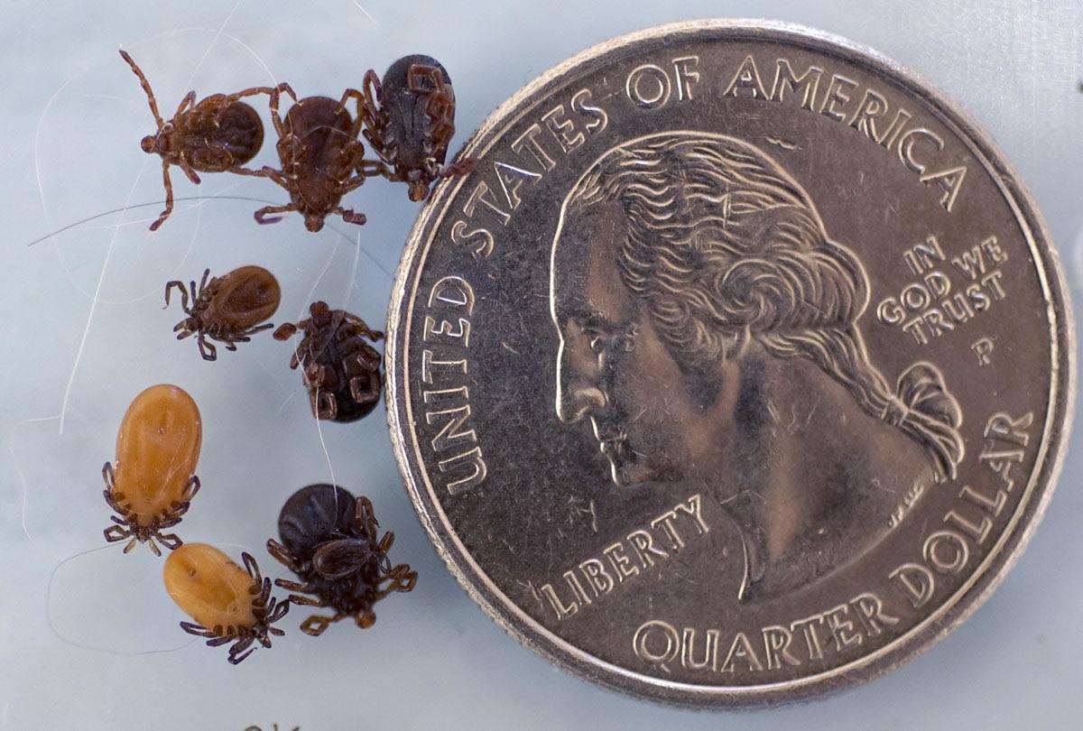 Area could see increase in ticks this summer News