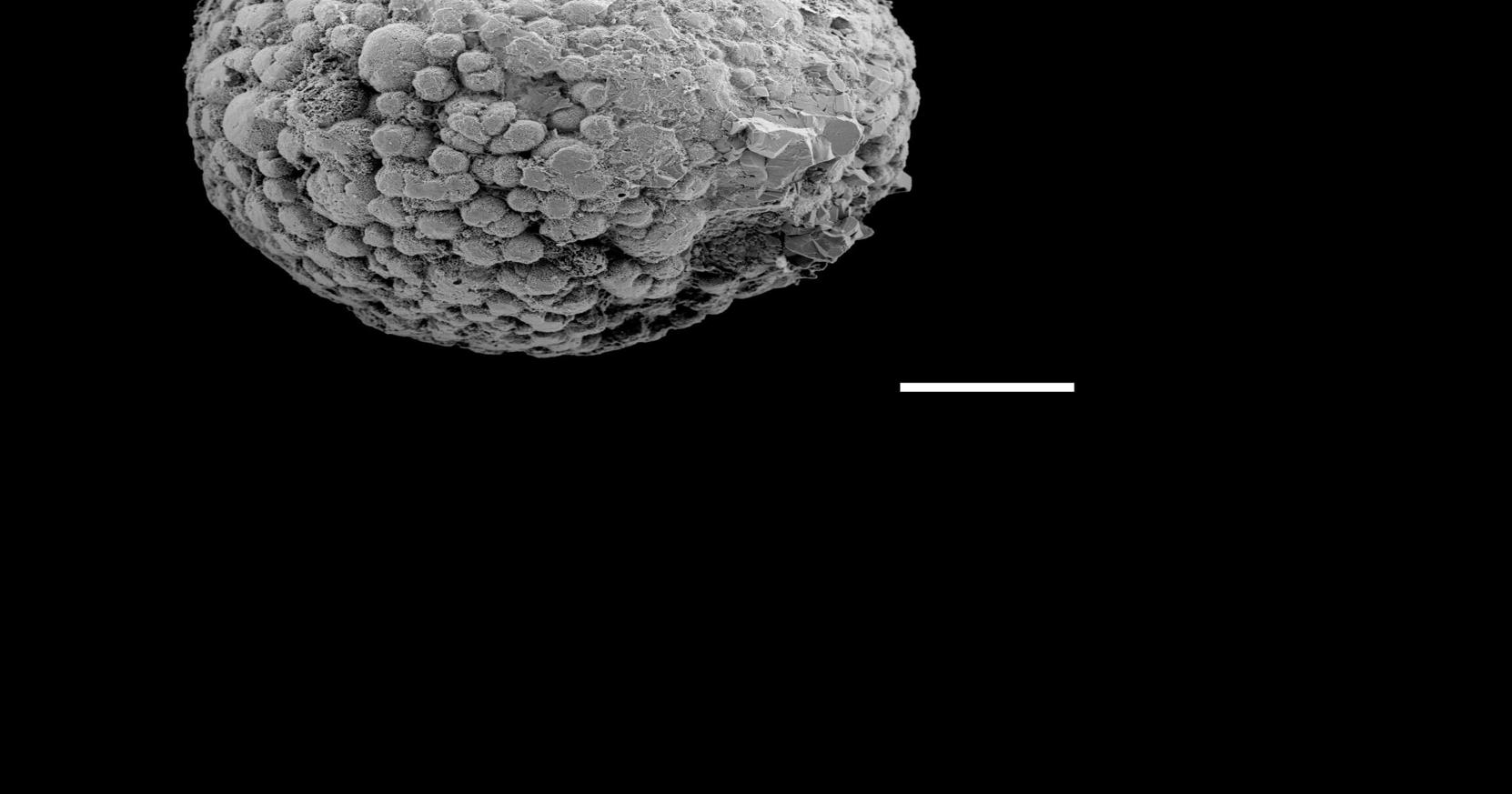 Molecular Clock Study Pushes Back Early Animal Origins By 200 Million Years