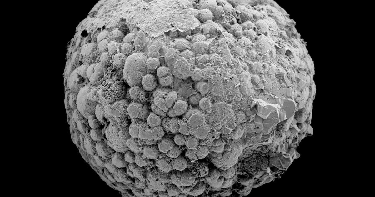 Photo: tiogapublishing.com Molecular Clock Study Pushes Back Early Animal Origins By 200 Million Years