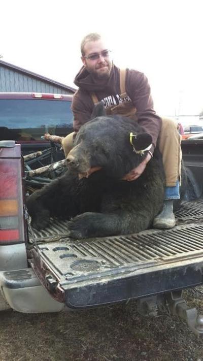 400  pound bear brought to Wellsboro check station Breaking News