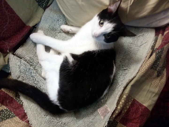 PCAAP Cat of the Week