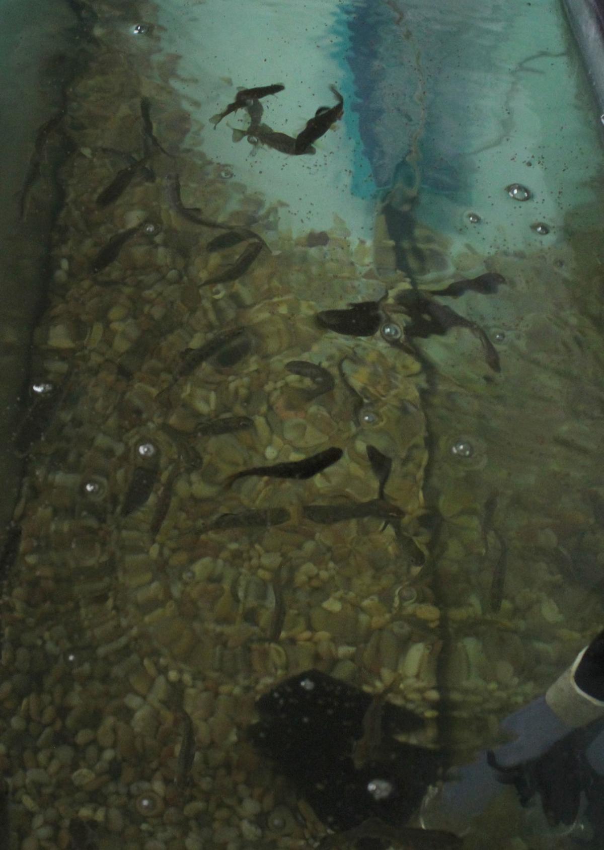 Fish are growing at Westfield Area Elementary School