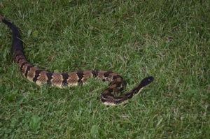 Photos from the Morris Rattlesnake Roundup | News | tiogapublishing.com