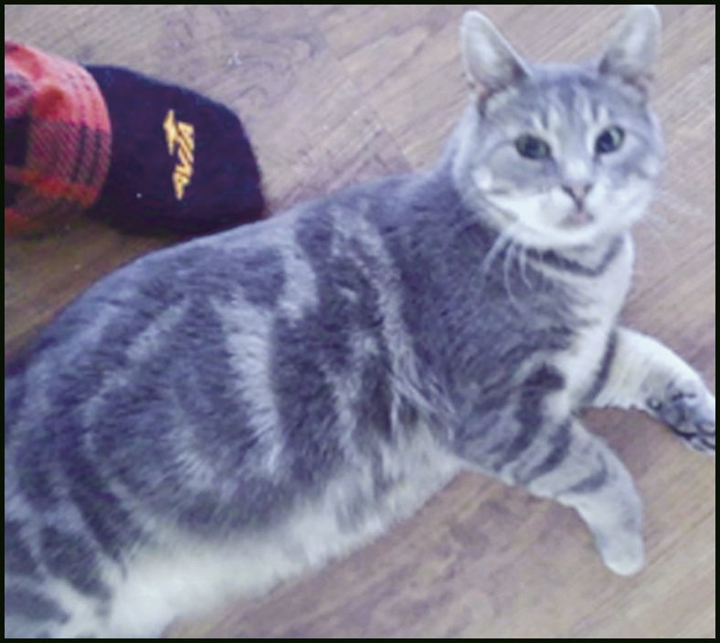 PCAAP Cat of the Week
