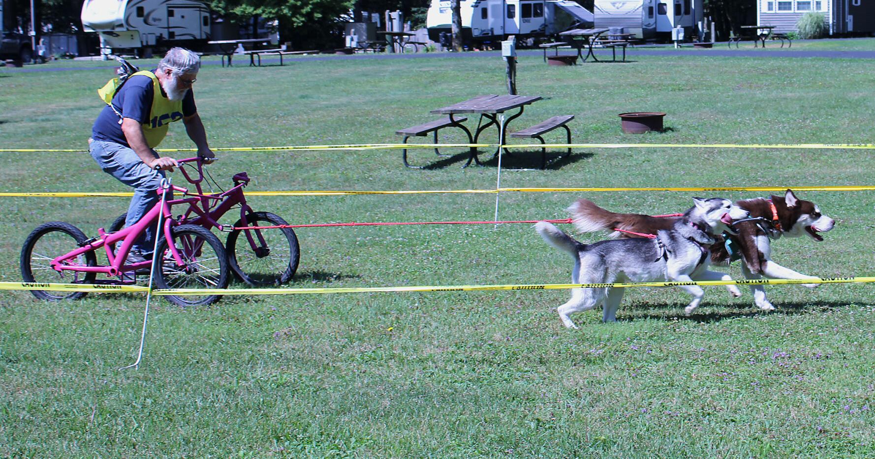 PA Sled Dog Club enjoy the heat at Twin Streams Campground - Vimarsana News