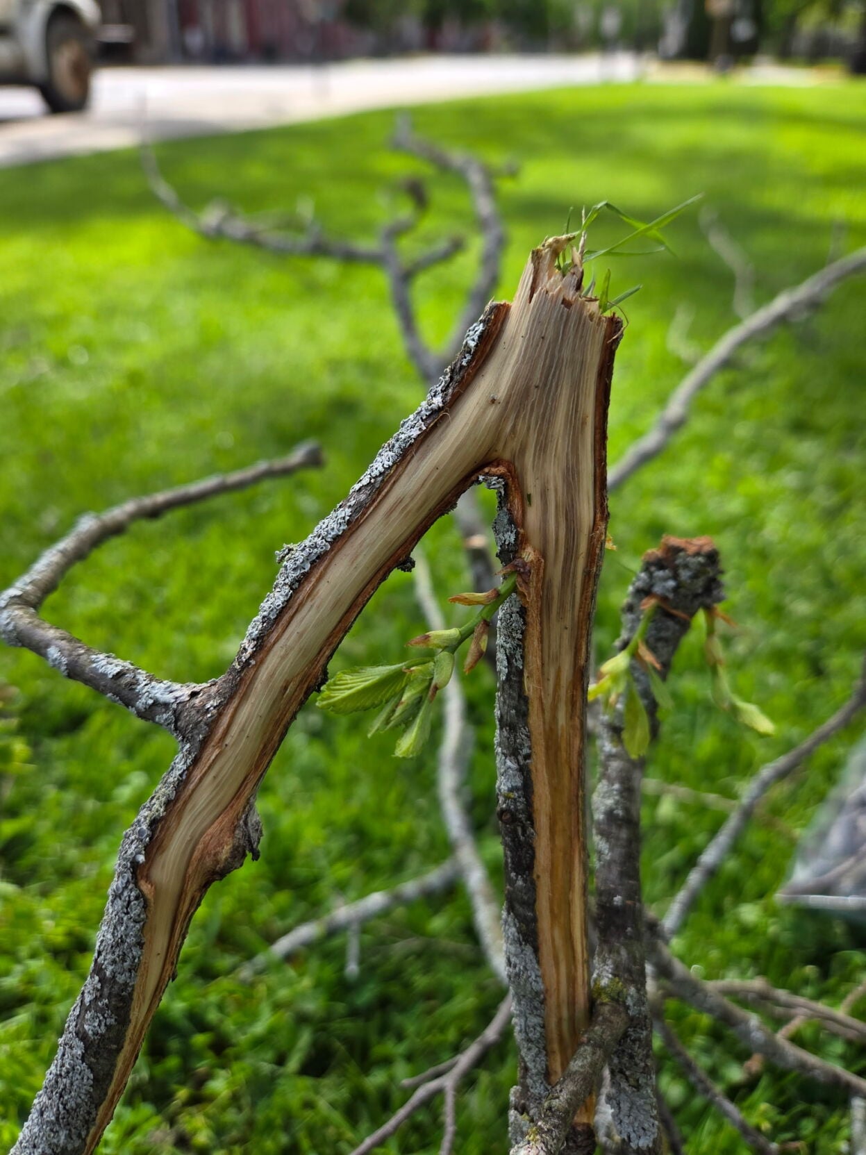 End of an era: Elm tree is coming down | Local | tiogapublishing.com
