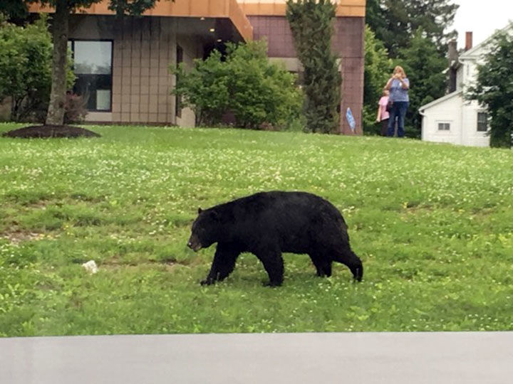 Bear crossing gathers attention