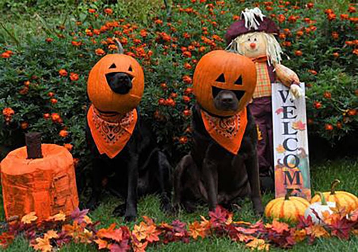 Pups pose as pumpkins