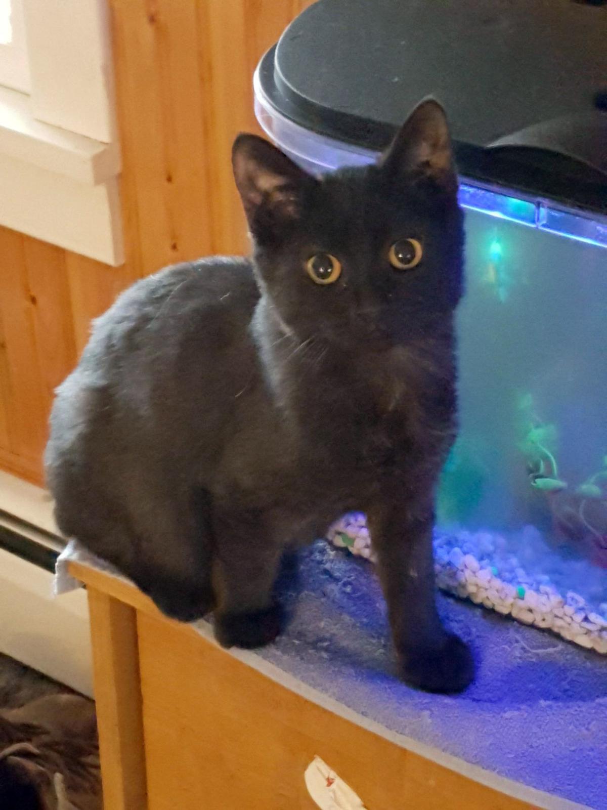 PCAAP Cat of the Week