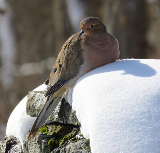 Here's how to birdwatch without bells and whistles Bird Lore by Julie