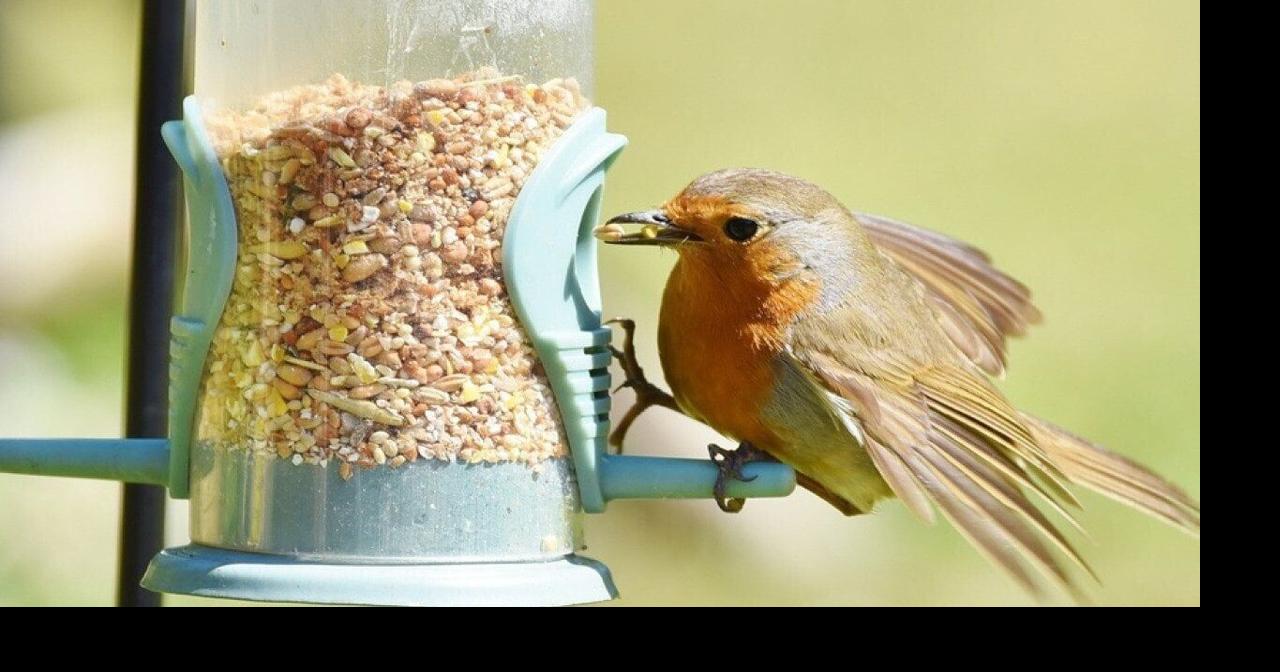 Most commonly seen birds in Pennsylvania