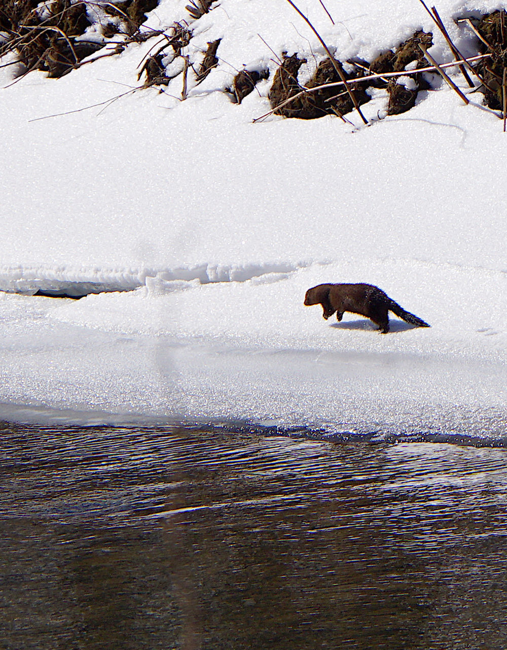 Mink makes tracks
