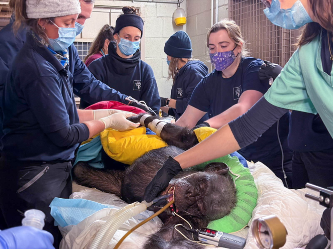 Zoo chimp undergoes health check-up | News | tiogapublishing.com