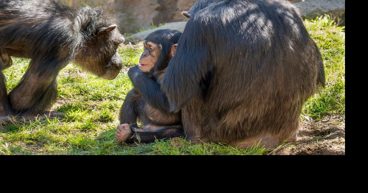 Chimps have accents? Grunts give away where primates grew up
