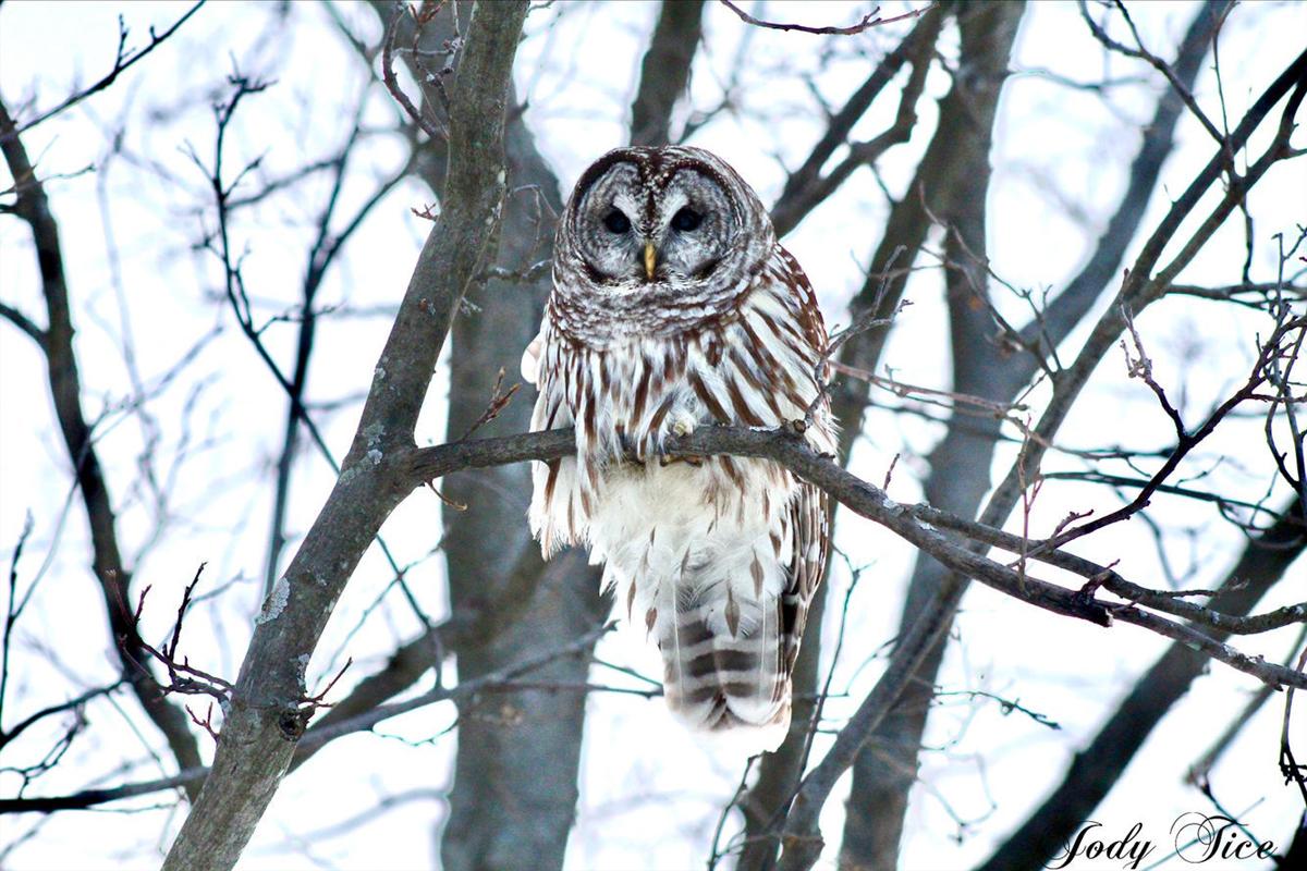 Barred owl caught