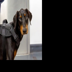Abused dog with skull fractures finally finds forever home