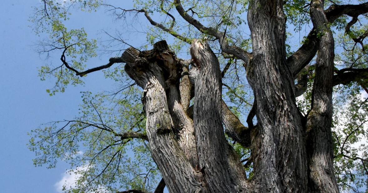 Health of Wellsboro’s jailhouse elm in speedy decline
