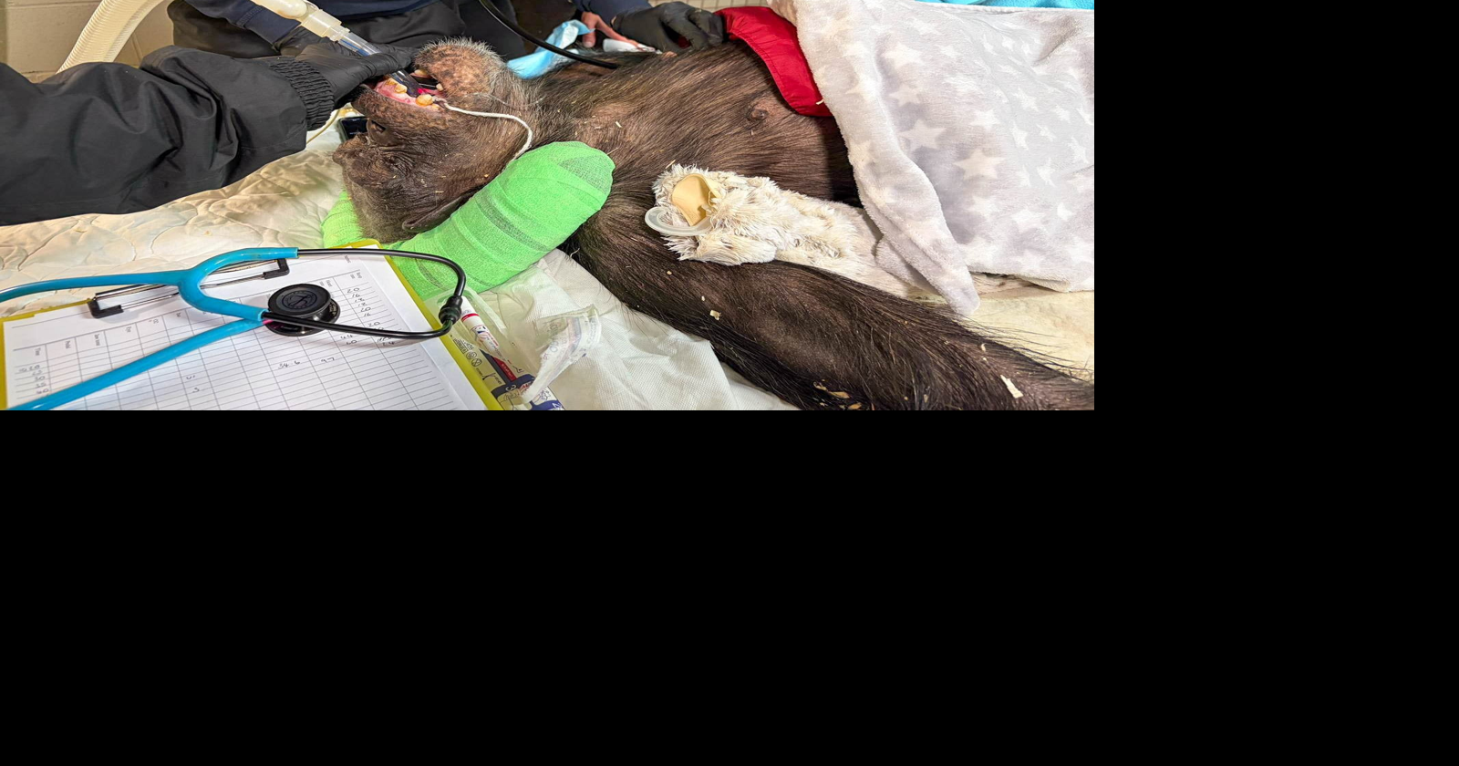 Zoo chimp undergoes health check-up | News | tiogapublishing.com