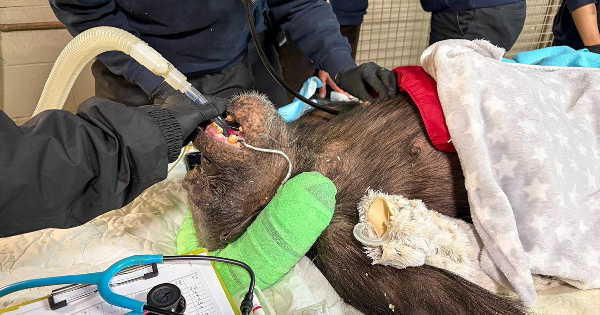 Zoo chimp undergoes health check-up | News | tiogapublishing.com