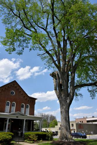 End of an era: Elm tree is coming down | Local | tiogapublishing.com