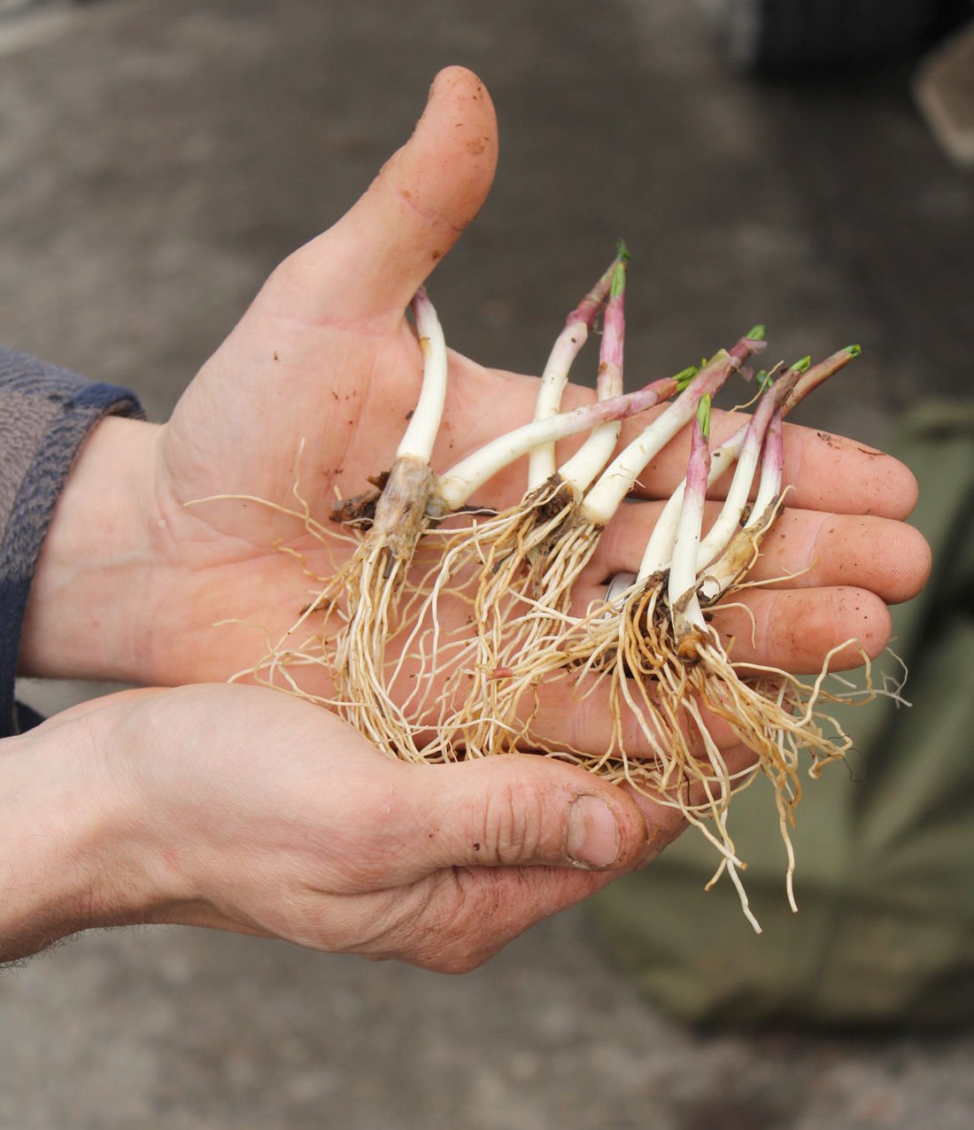 Leeks are sprouting