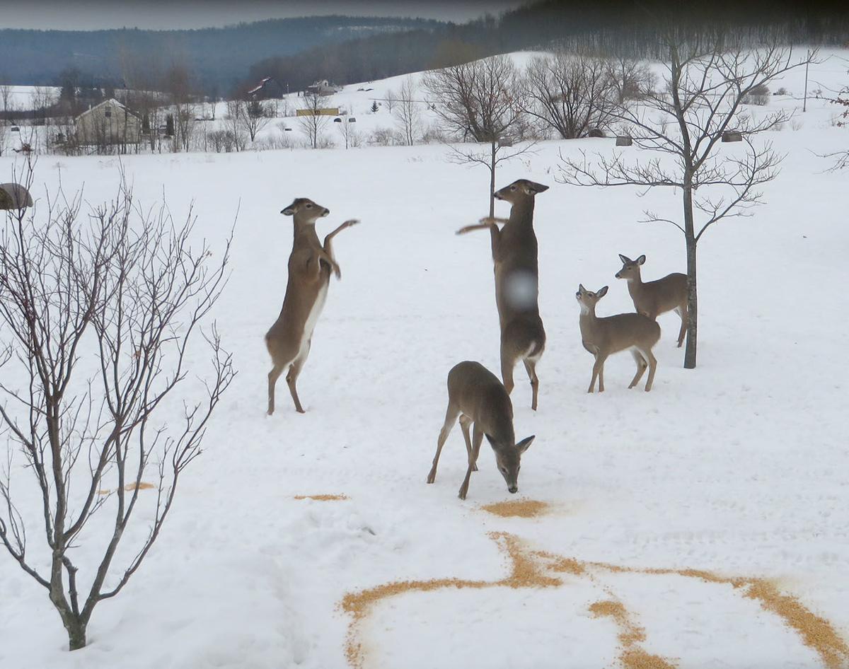 Deer perform 'Happy Dance'