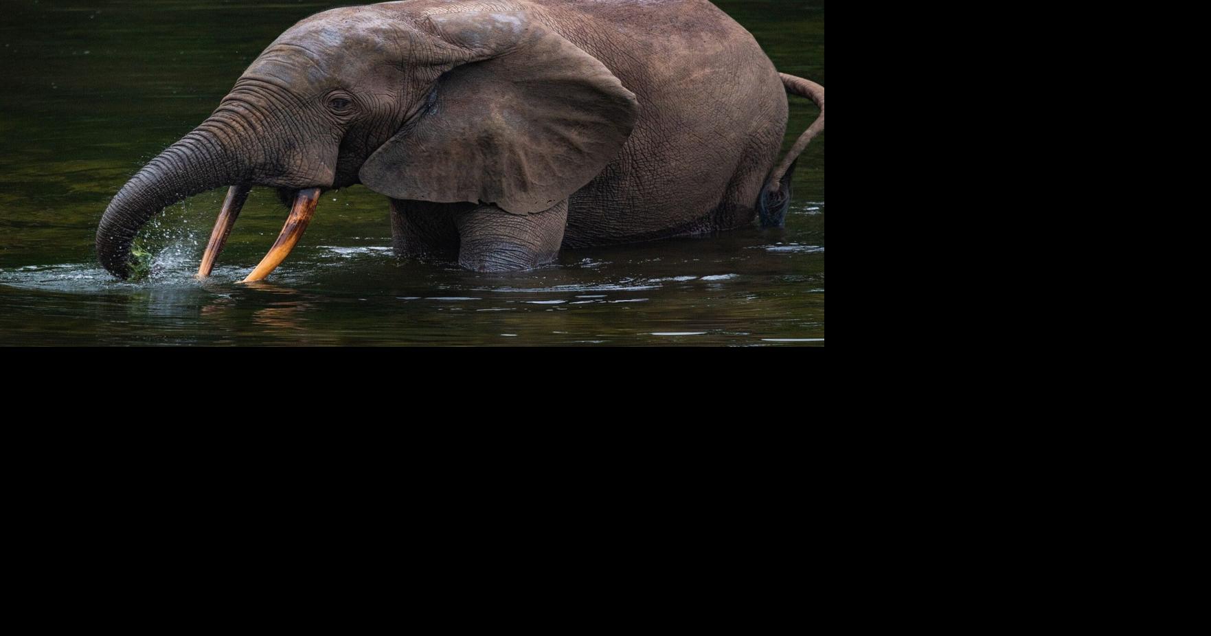 AI listening technology being deployed to stop poachers