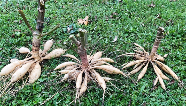 tuberous roots of dahlia