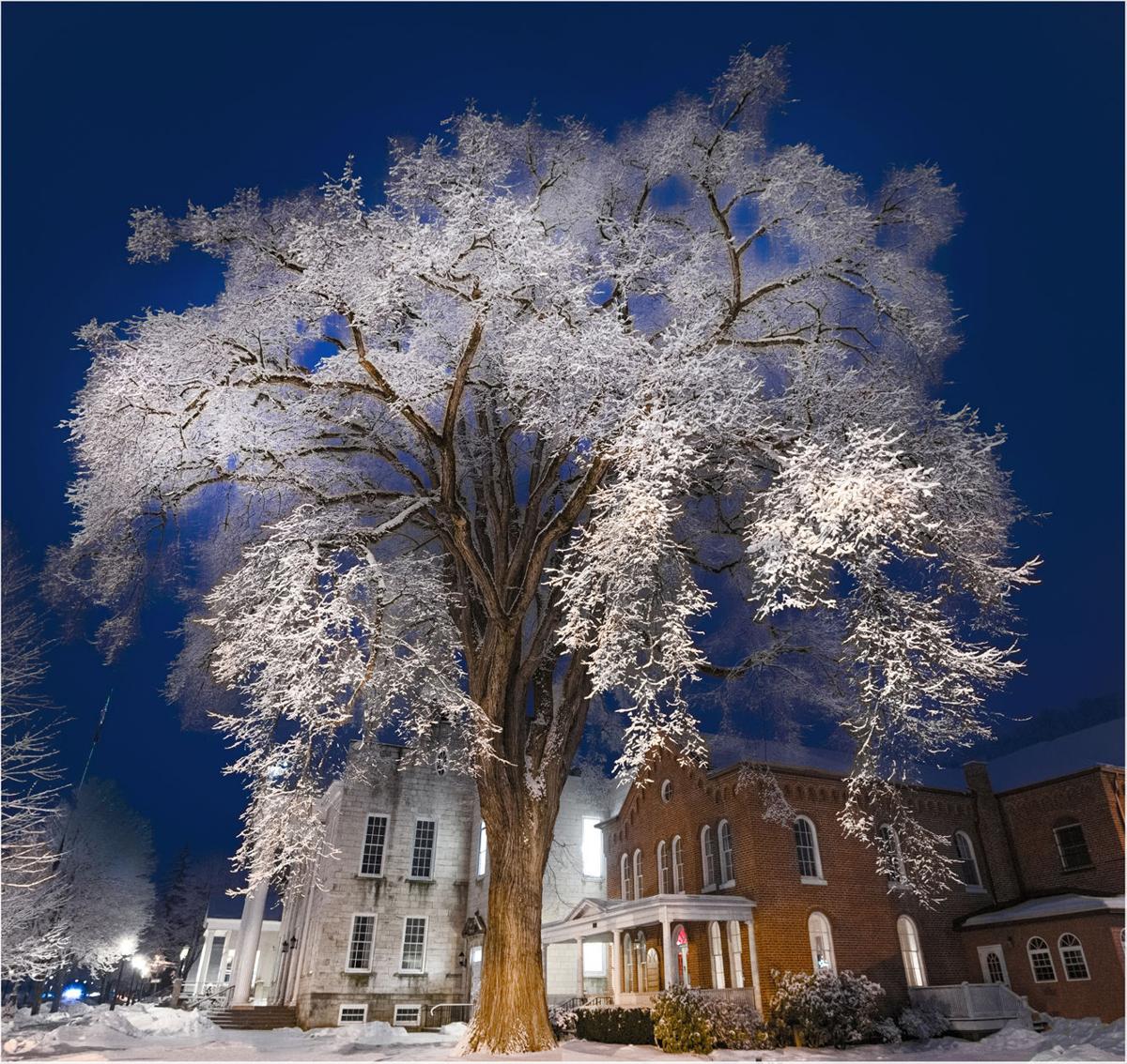 Snow covers elm