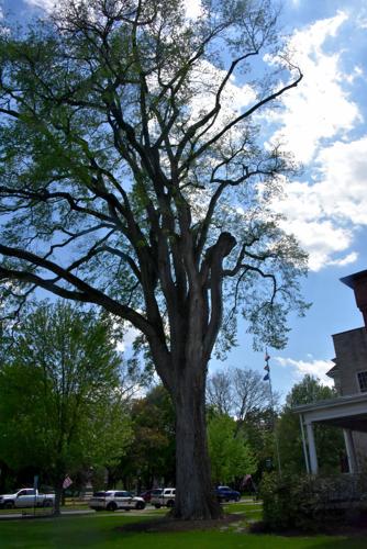 End of an era: Elm tree is coming down | Local | tiogapublishing.com