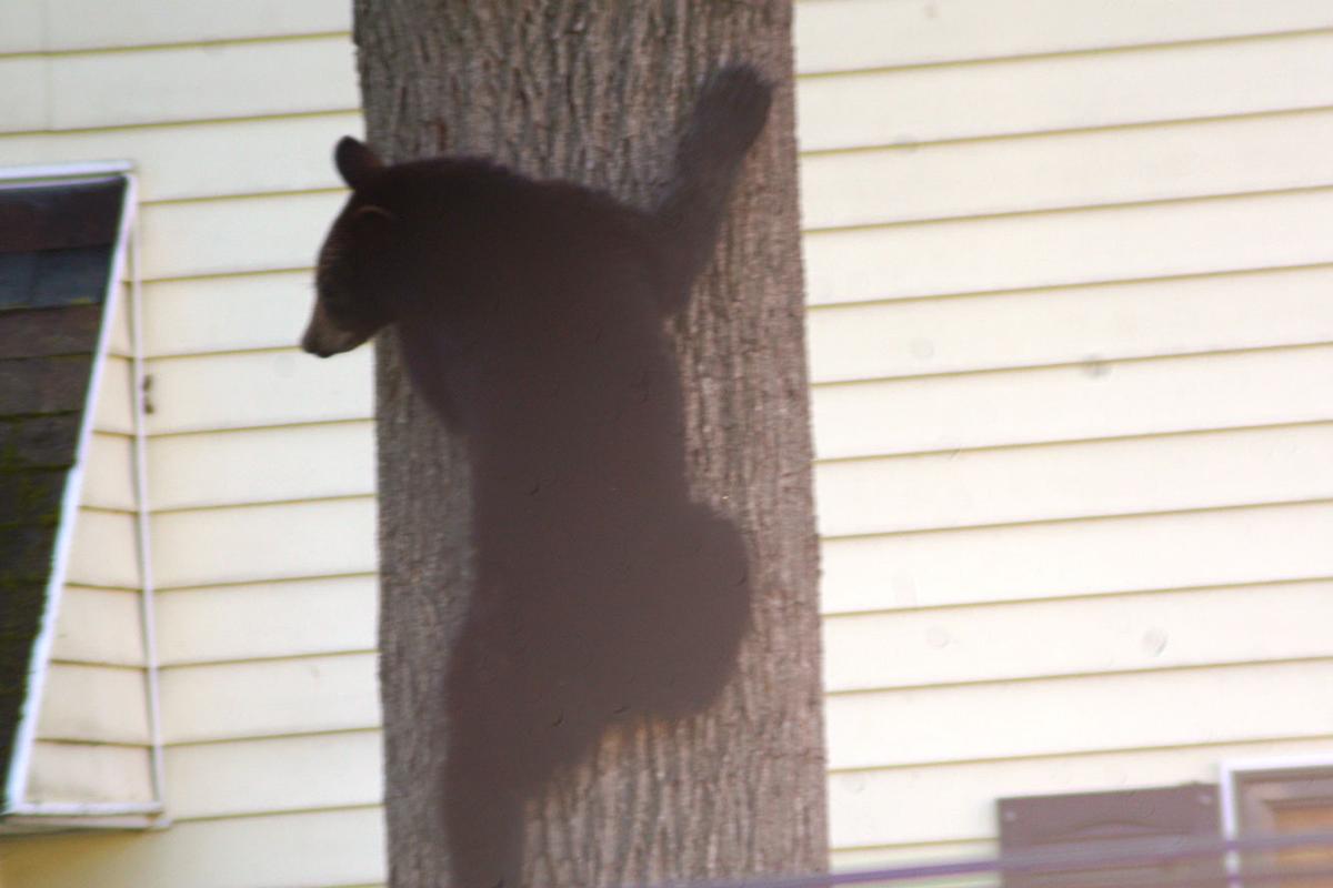Bear spotted