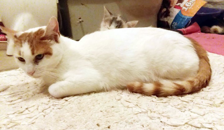 PCAAP Cat of the Week