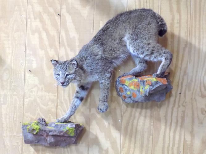 How to Preserve a Bobcat for Mounting 