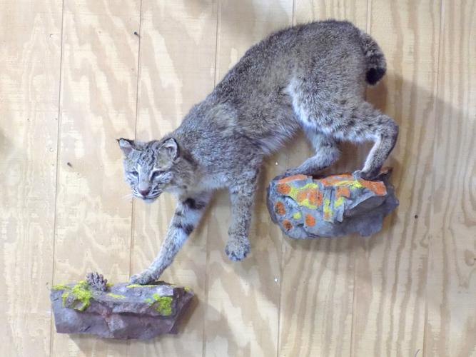 How to Preserve a Bobcat for Mounting